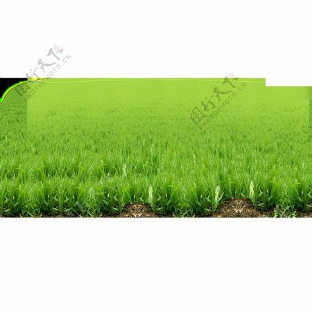 绿色麦田png元素素材