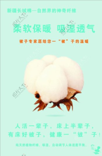 新疆长绒棉自然界的神奇纤维
