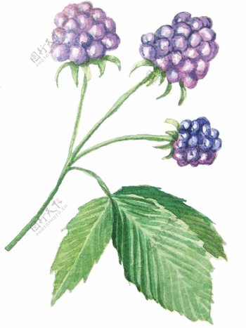 紫色小果子植物卡通透明素材