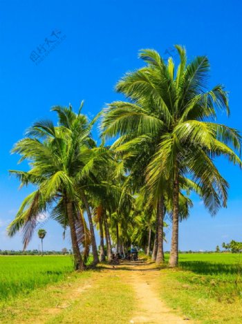 热带棕榈树风景图片下载夏日