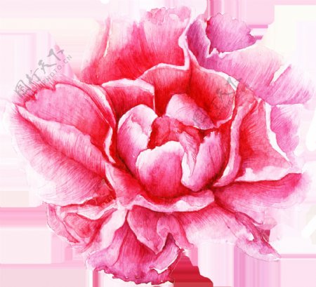 精美粉色花朵卡通透明素材