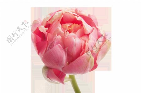 芳香粉色花卉卡通透明素材