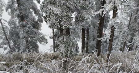 西岭雪山