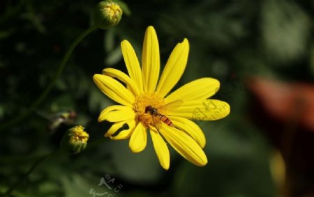 黄色花儿与蜜蜂