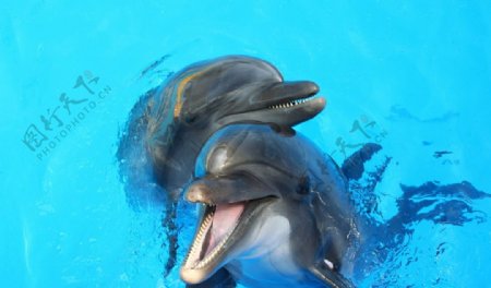 戏海豚