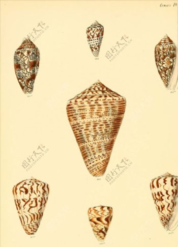 复古欧式怀旧贝壳插画