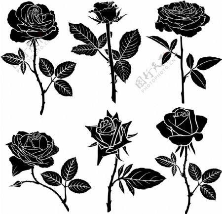 黑白时尚艺术玫瑰花图案