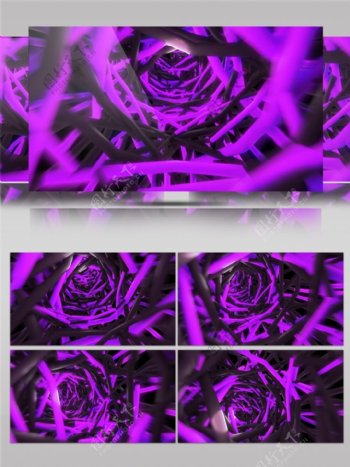 紫色玫瑰视频素材