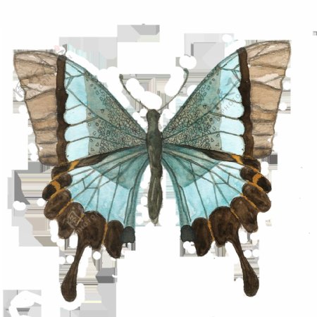 手绘一只蝴蝶标本透明素材png