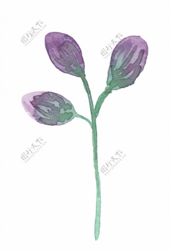 三个紫色花苞透明素材png