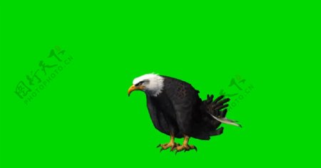 老鹰绿屏抠像视频素材