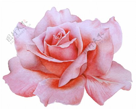 手绘一朵盛开的玫瑰花png透明素材