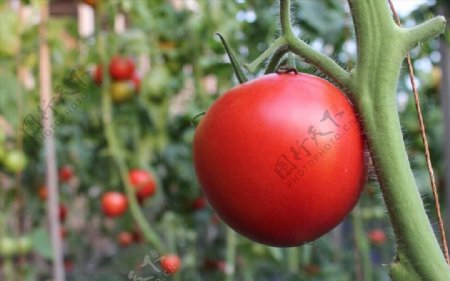 西红柿番茄洋柿子