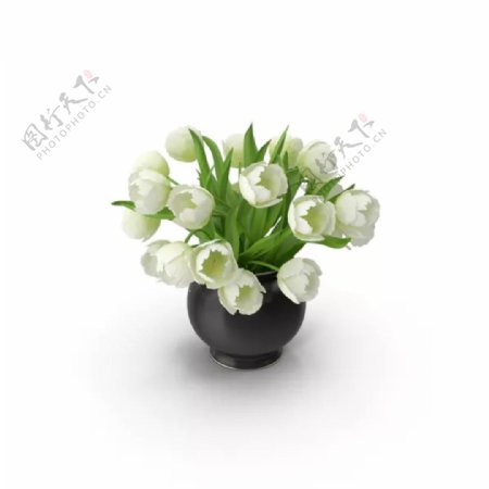 白色花朵盆栽设计