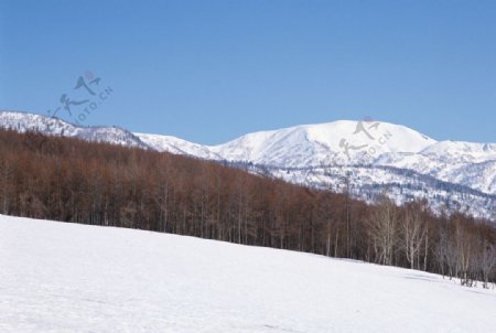 茫茫雪原