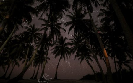 夜色下的椰子树