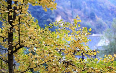 神农架风采