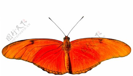 红色蝴蝶标本