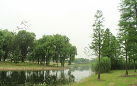 湿地景观