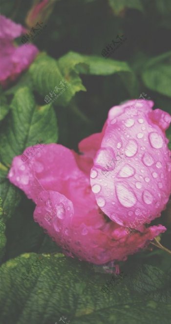 花朵上的雨珠