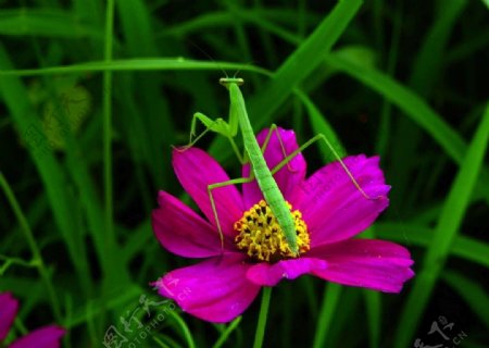 波斯菊与螳螂
