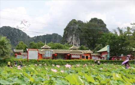 陆川县龙珠湖荷花塘景