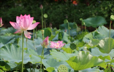 陆川县龙珠湖荷花