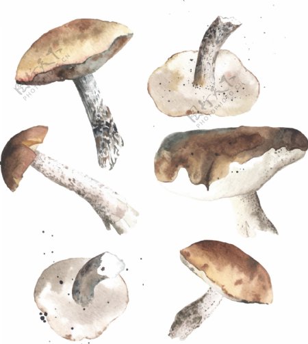 清新水彩绘蘑菇插画