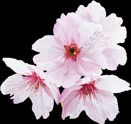 四朵白色樱花透明素材