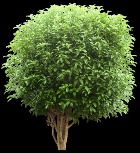 一棵茂盛生长的树木透明植物素材