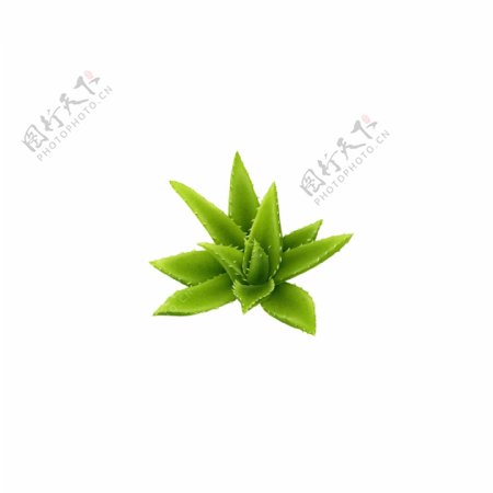 芦荟绿色花植物美容养颜