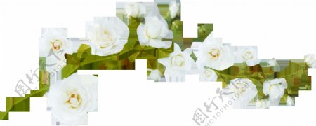 盛开的白色花朵png元素