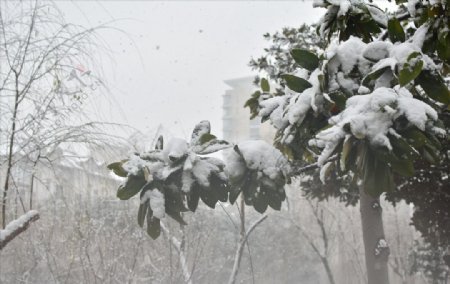 苏州雪景