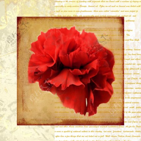 红色花卉装饰画