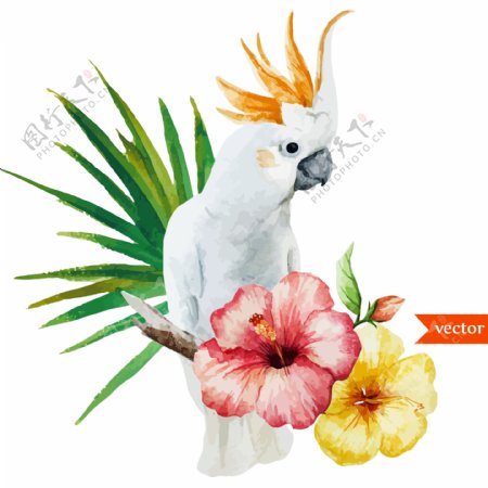 水彩绘鹦鹉和花朵插画