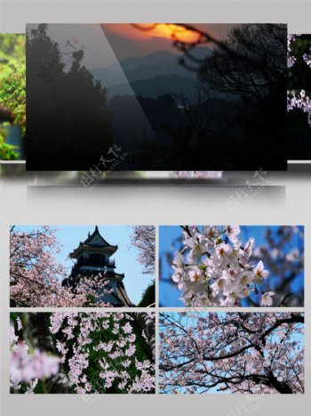 4k实拍日本唯美樱花自然风景超清视频素材