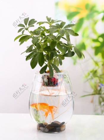 鱼缸花瓶
