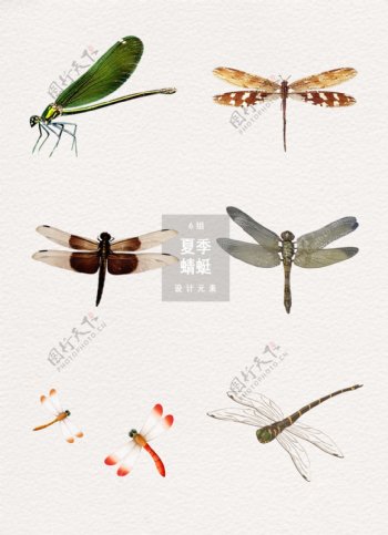 夏季蜻蜓装饰小元素