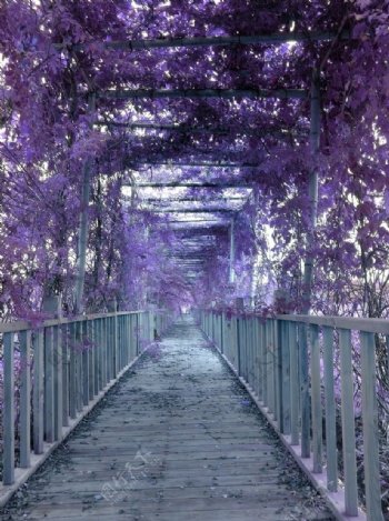 紫色长廊