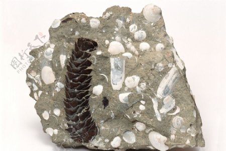 化石海螺化石树叶化石贝壳