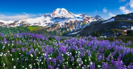 高山山峰雪山森林树林