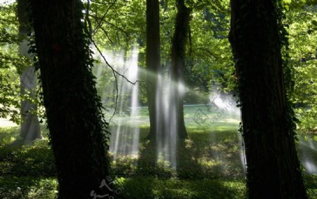 摄影作品光影树森林