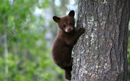 爬树的小熊