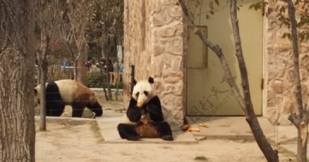 济南动物园憨态可掬的大熊猫
