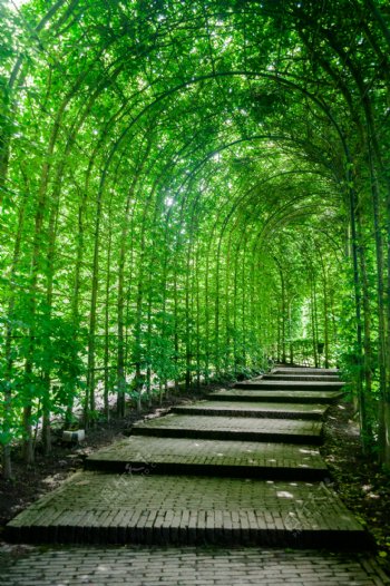 绿色隧道公园园林植物绿化