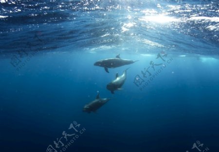 三只海豚水下摄影