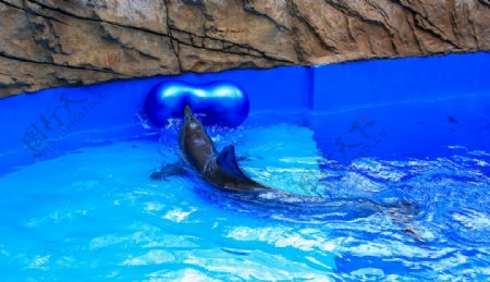 海豚顶健身球