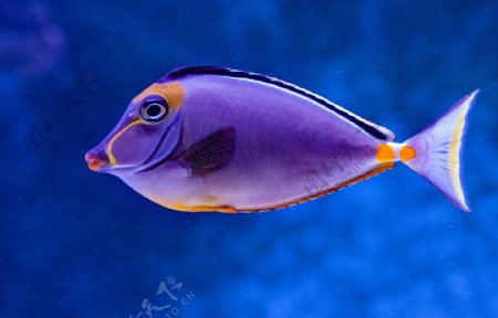 海底世界鱼摄影