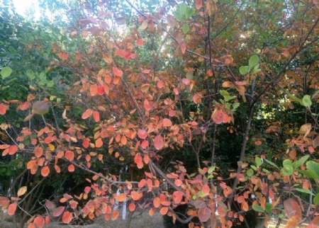初秋红绿色树冠