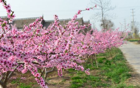 梅花花背景高精度图片摄